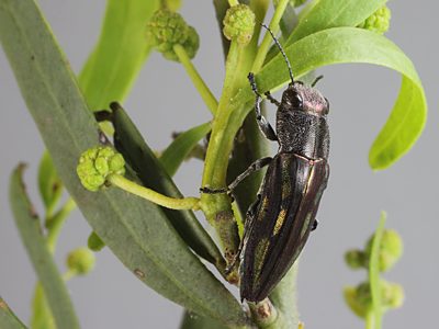 Melobasis cupreovittata cupreovittata, PL3056A, male, on Acacia victoriae ssp. victoriae, FR